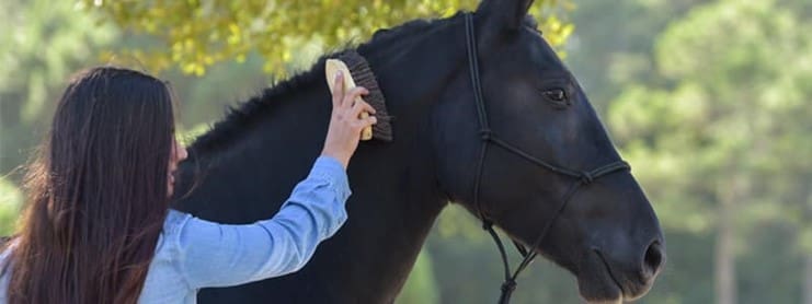 horse Grooming Process
